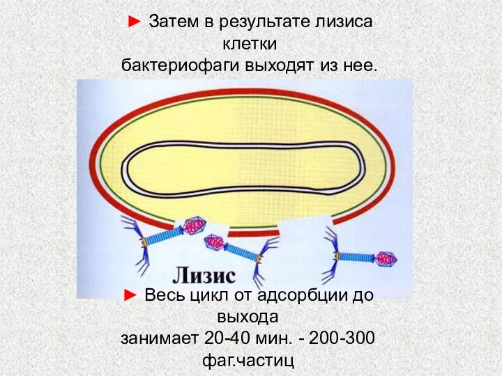 ► Затем в результате лизиса клетки бактериофаги выходят из нее. ► Весь