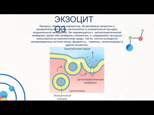 Процесс, обратный эндоцитозу. Выделяемые вещества в эукариотической клетке заключаются в экзоцитозный пузырек,