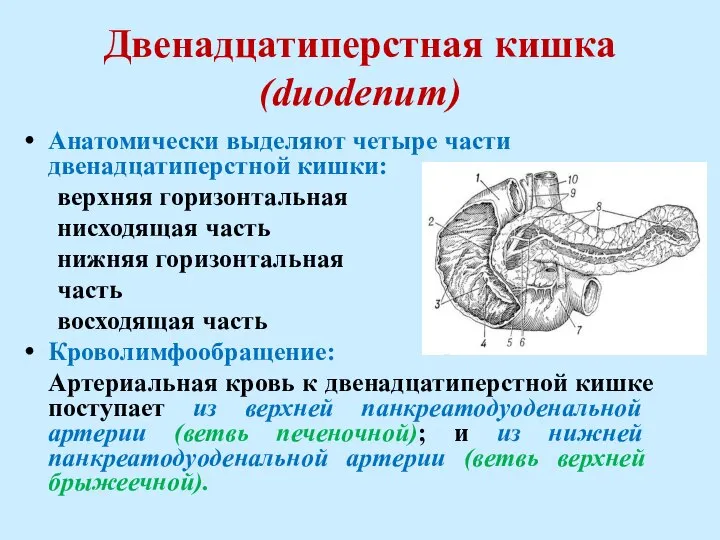 Двенадцатиперстная кишка (duodenum) Анатомически выделяют четыре части двенадцатиперстной кишки: верхняя горизонтальная нисходящая