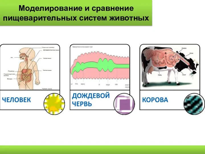Моделирование и сравнение пищеварительных систем животных