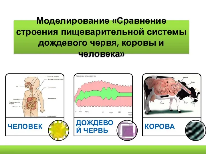 Моделирование «Сравнение строения пищеварительной системы дождевого червя, коровы и человека»