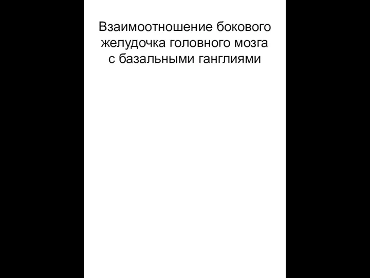 Взаимоотношение бокового желудочка головного мозга с базальными ганглиями