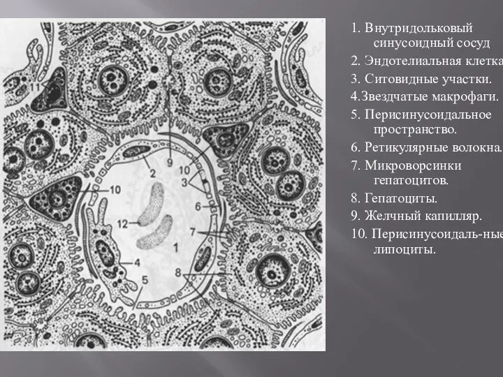 1. Внутридольковый синусоидный сосуд 2. Эндотелиальная клетка. 3. Ситовидные участки. 4.Звездчатые макрофаги.