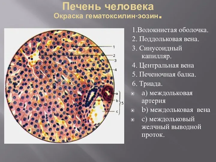 Печень человека Окраска гематоксилин-эозин. 1.Волокнистая оболочка. 2. Поддольковая вена. 3. Синусоидный капилляр.