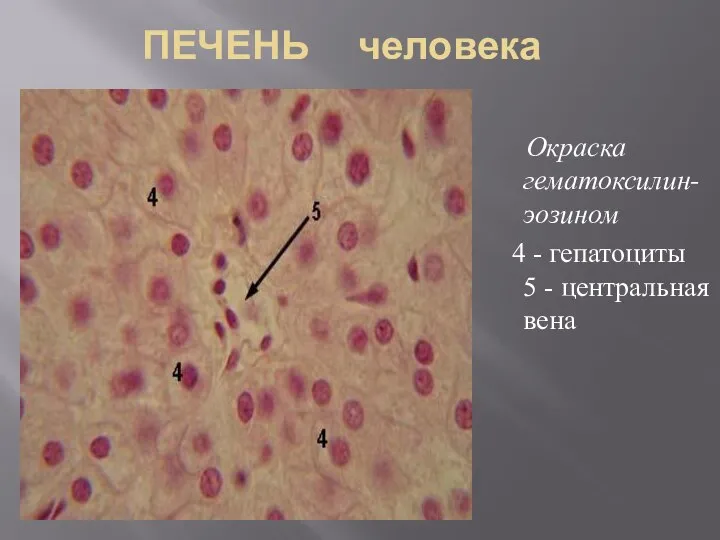ПЕЧЕНЬ человека Окраска гематоксилин-эозином 4 - гепатоциты 5 - центральная вена
