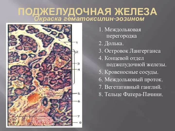 ПОДЖЕЛУДОЧНАЯ ЖЕЛЕЗА Окраска гематоксилин-эозином 1. Междольковая перегородка 2. Долька. 3. Островок Лангерганса