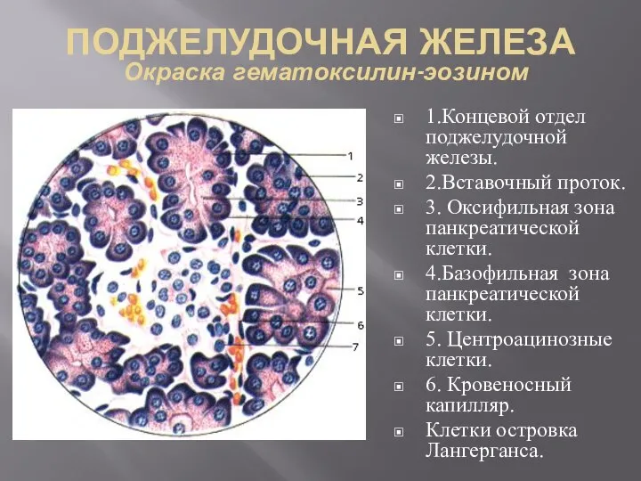 ПОДЖЕЛУДОЧНАЯ ЖЕЛЕЗА Окраска гематоксилин-эозином 1.Концевой отдел поджелудочной железы. 2.Вставочный проток. 3. Оксифильная