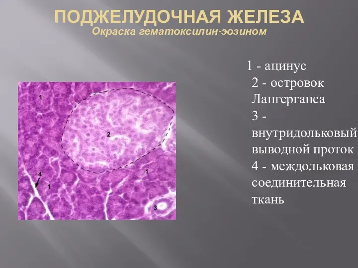ПОДЖЕЛУДОЧНАЯ ЖЕЛЕЗА Окраска гематоксилин-эозином 1 - ацинус 2 - островок Лангерганса 3