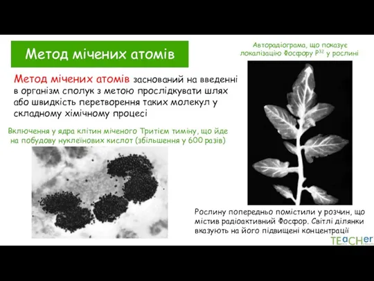 Метод мічених атомів Авторадіограма, що показує локалізацію Фосфору Р32 у рослині Рослину