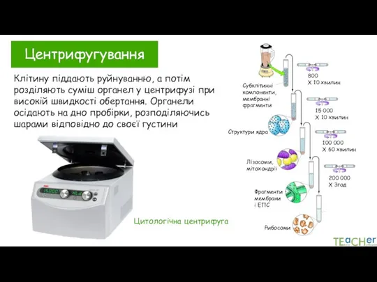 Центрифугування Цитологічна центрифуга Клітину піддають руйнуванню, а потім розділяють суміш органел у