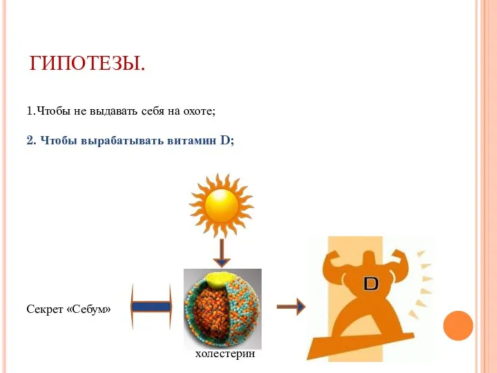 ГИПОТЕЗЫ. 1.Чтобы не выдавать себя на охоте; 2. Чтобы вырабатывать витамин D; Секрет «Себум» холестерин