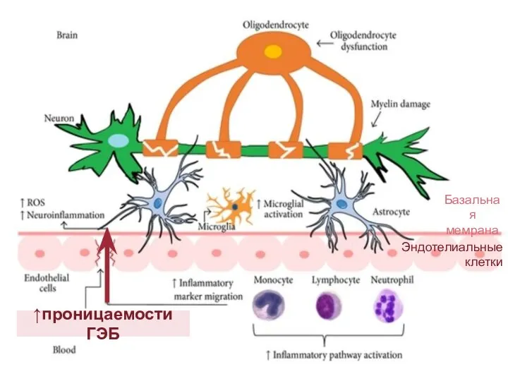 Базальная мемрана Эндотелиальные клетки ↑проницаемости ГЭБ