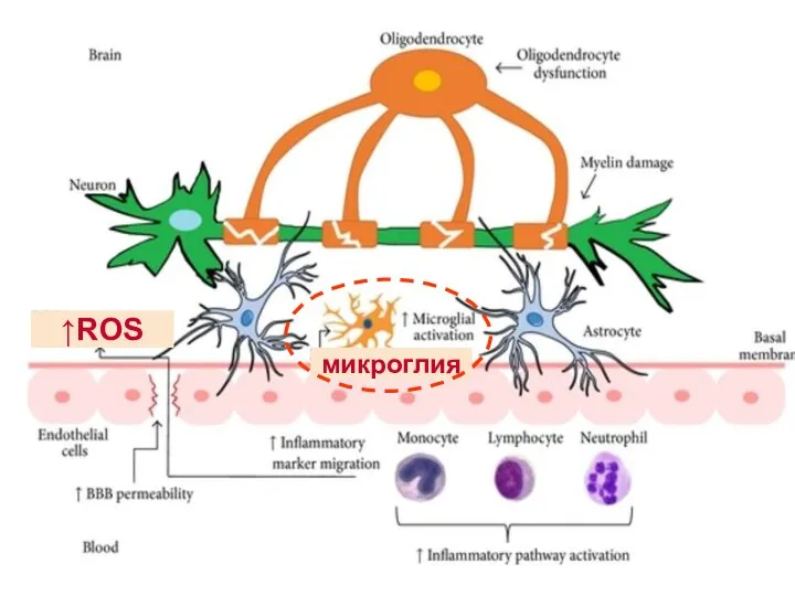 микроглия ↑ROS