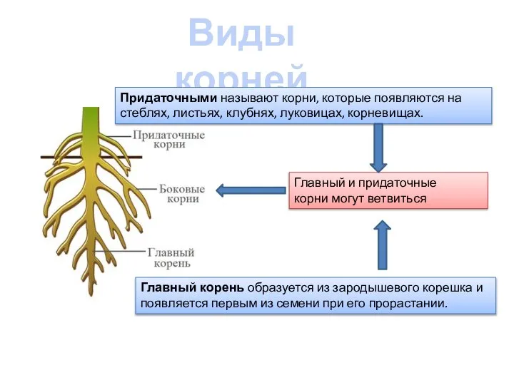 Виды корней Главный корень образуется из зародышевого корешка и появляется первым из