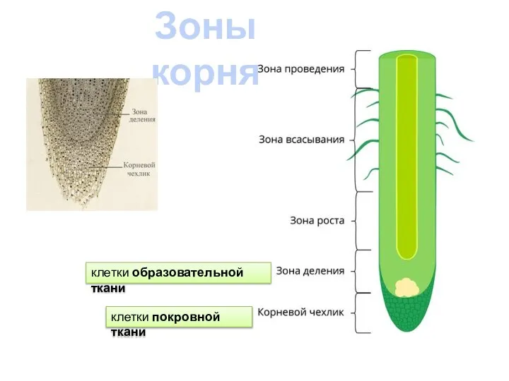 Зоны корня клетки образовательной ткани клетки покровной ткани