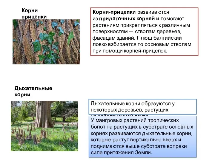 Корни-прицепки Корни-прицепки развиваются из придаточных корней и помогают растениям прикрепляться к различным