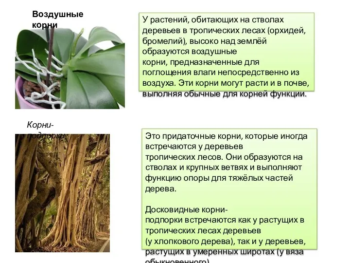 Воздушные корни У растений, обитающих на стволах деревьев в тропических лесах (орхидей,
