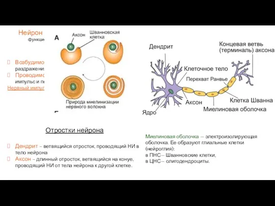 Нейрон – нервная клетка - структурно-функциональная единица нервной системы Свойства Возбудимость –