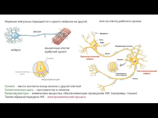 Нервные импульсы передаются с одного нейрона на другой, Синапс – место контакта