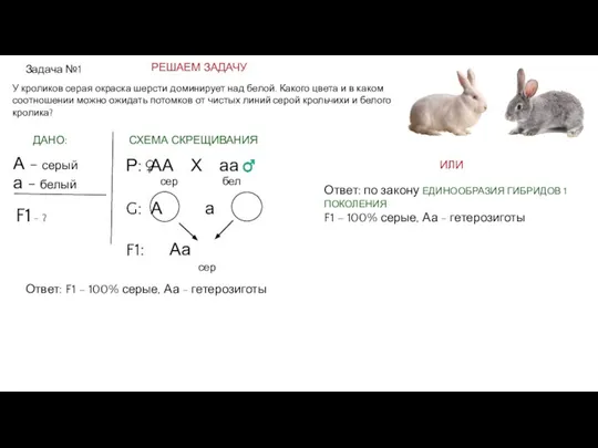 Задача №1 У кроликов серая окраска шерсти доминирует над белой. Какого цвета