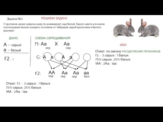Задача №2 У кроликов серая окраска шерсти доминирует над белой. Какого цвета