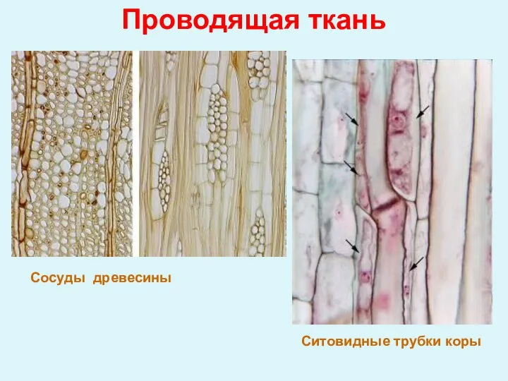 Проводящая ткань Сосуды древесины Ситовидные трубки коры