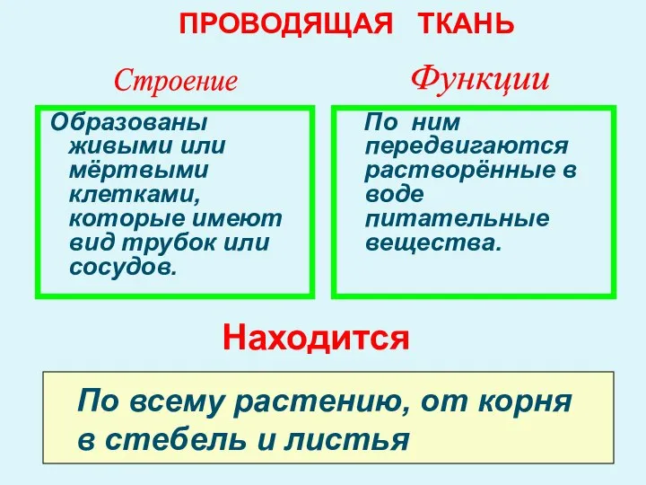 Образованы живыми или мёртвыми клетками, которые имеют вид трубок или сосудов. По