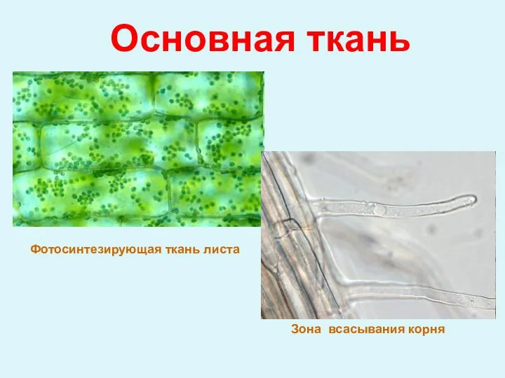 Основная ткань Фотосинтезирующая ткань листа Зона всасывания корня