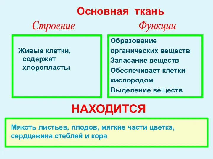 Живые клетки, содержат хлоропласты Образование органических веществ Запасание веществ Обеспечивает клетки кислородом