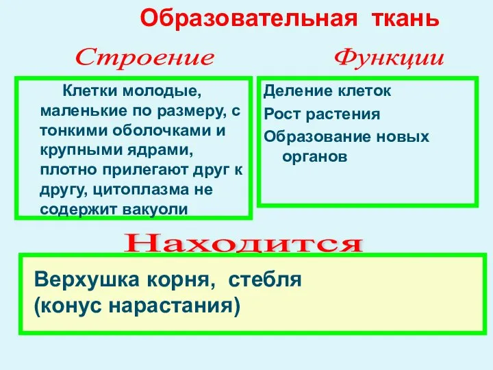 Клетки молодые, маленькие по размеру, с тонкими оболочками и крупными ядрами, плотно