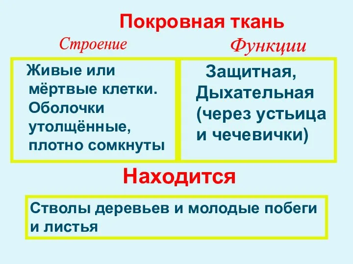 Живые или мёртвые клетки. Оболочки утолщённые, плотно сомкнуты Защитная, Дыхательная (через устьица