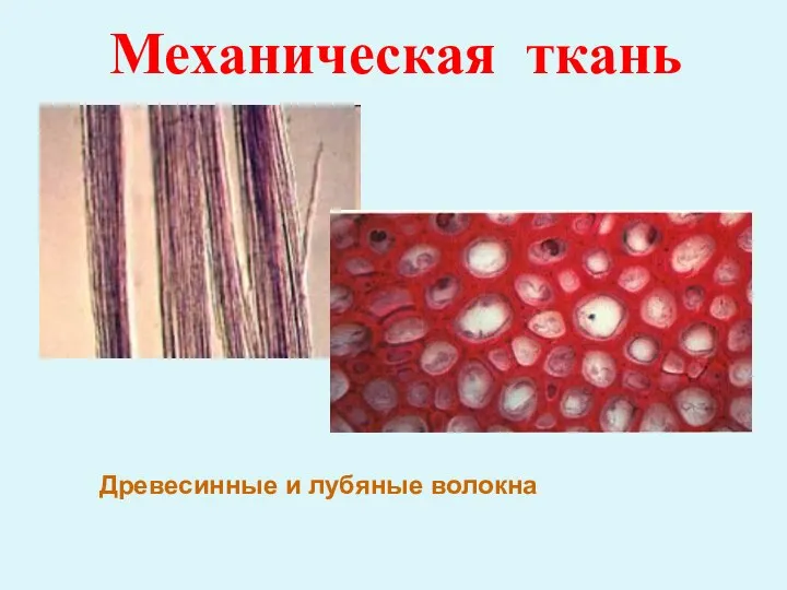 Механическая ткань Древесинные и лубяные волокна