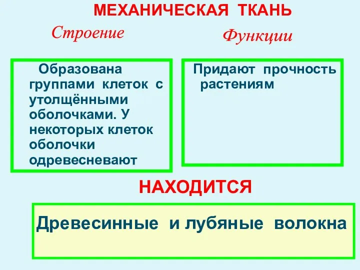 Образована группами клеток с утолщёнными оболочками. У некоторых клеток оболочки одревесневают Придают