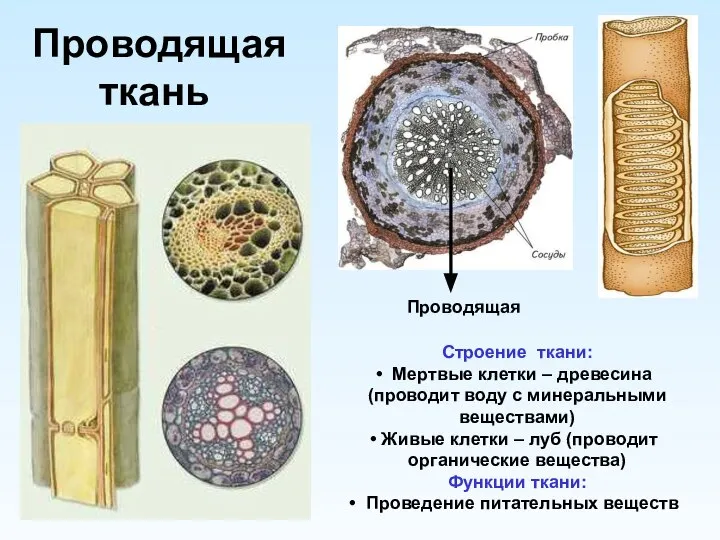 Проводящая ткань Проводящая Строение ткани: Мертвые клетки – древесина (проводит воду с