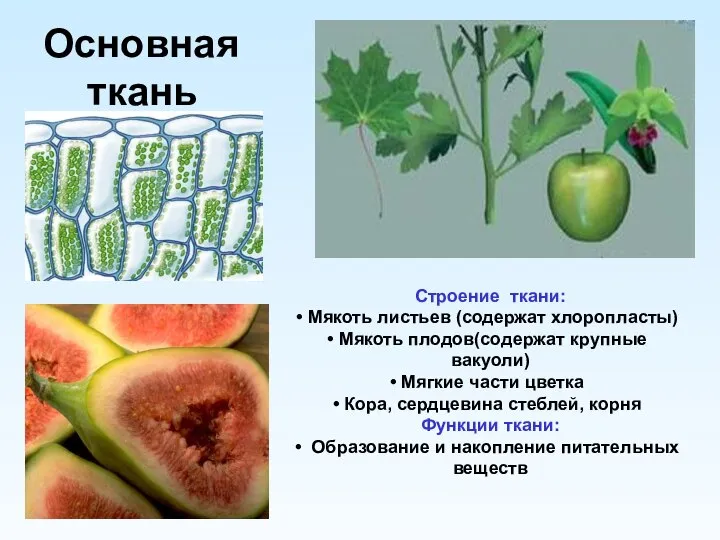 Основная ткань Строение ткани: Мякоть листьев (содержат хлоропласты) Мякоть плодов(содержат крупные вакуоли)