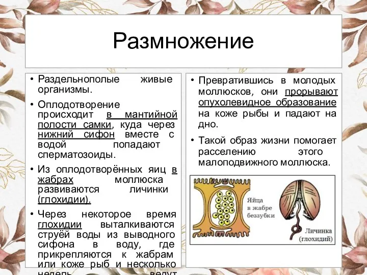 Размножение Раздельнополые живые организмы. Оплодотворение происходит в мантийной полости самки, куда через