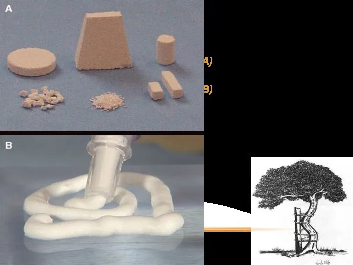 Examples of biomaterials for scaffolding of human MSCs. Porous BCP ceramics and