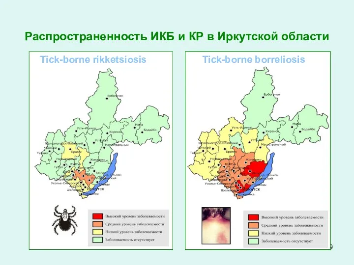 Распространенность ИКБ и КР в Иркутской области Tick-borne borreliosis Tick-borne rikketsiosis