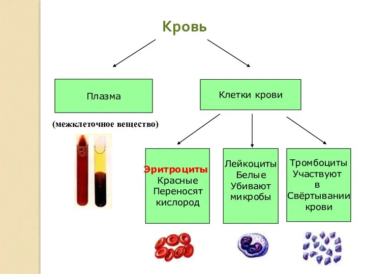 Кровь Плазма Клетки крови Эритроциты Красные Переносят кислород Лейкоциты Белые Убивают микробы