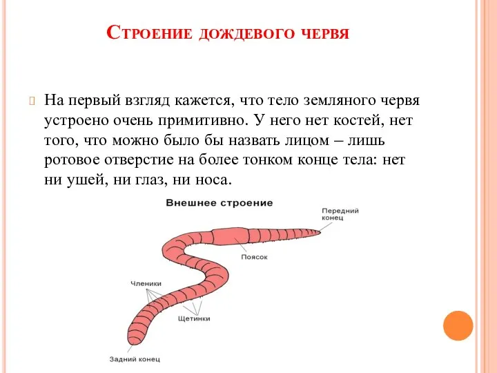 Строение дождевого червя На первый взгляд кажется, что тело земляного червя устроено