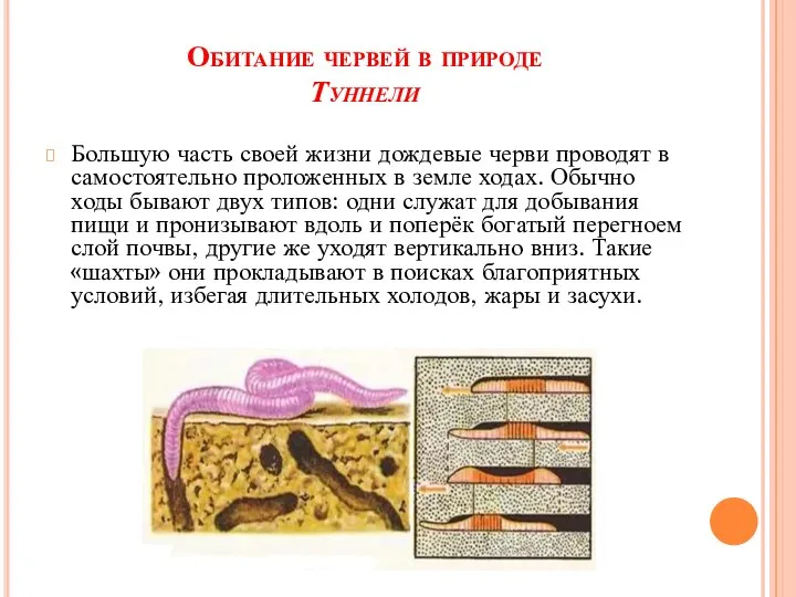 Обитание червей в природе Туннели Большую часть своей жизни дождевые черви проводят