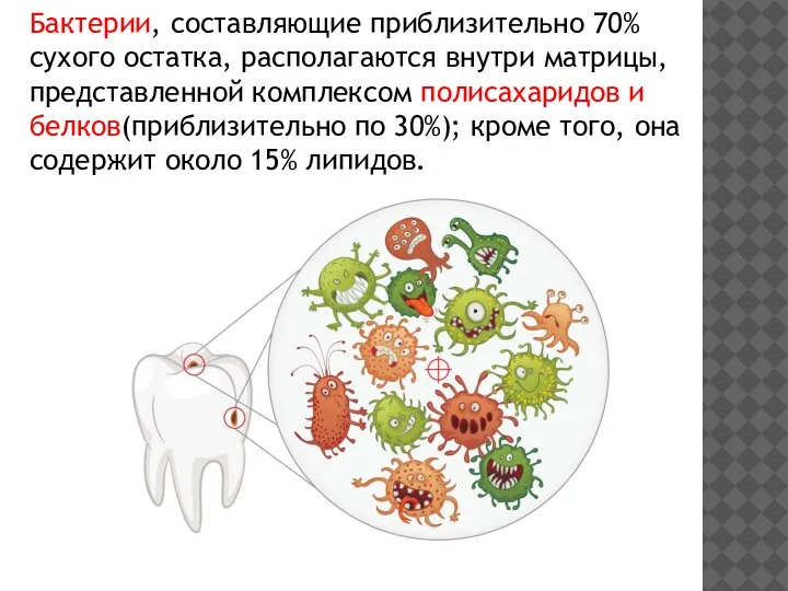 Бактерии, составляющие приблизительно 70% сухого остатка, располагаются внутри матрицы, представленной комплексом полисахаридов
