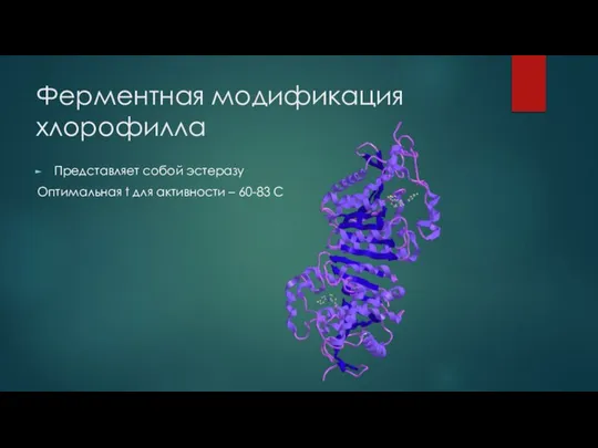 Ферментная модификация хлорофилла Представляет собой эстеразу Оптимальная t для активности – 60-83 C