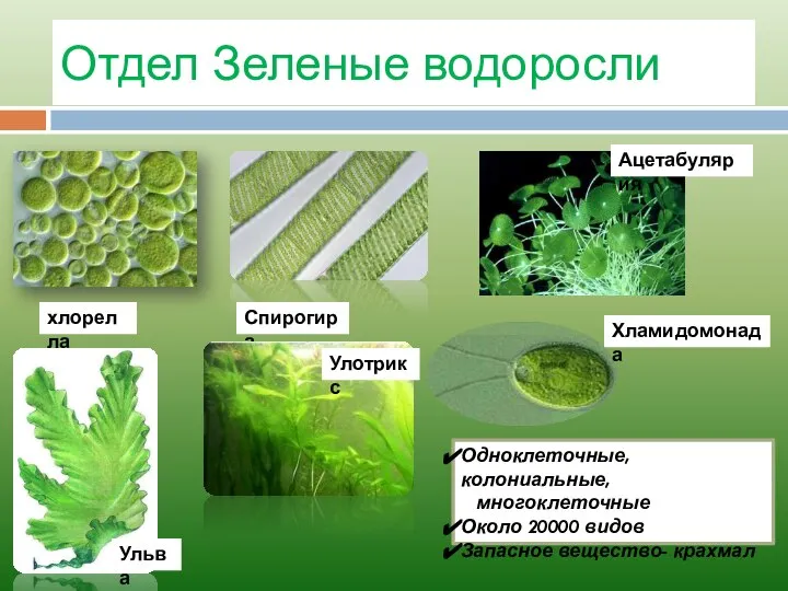 Отдел Зеленые водоросли хлорелла Ульва Спирогира Хламидомонада Улотрикс Ацетабулярия Одноклеточные, колониальные, многоклеточные