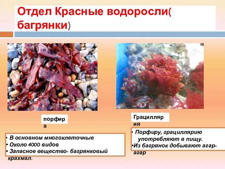 Отдел Красные водоросли( багрянки) порфира Грациллярия В основном многоклеточные Около 4000 видов