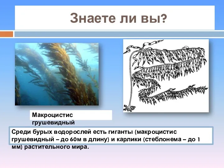 Знаете ли вы? Макроцистис грушевидный Среди бурых водорослей есть гиганты (макроцистис грушевидный