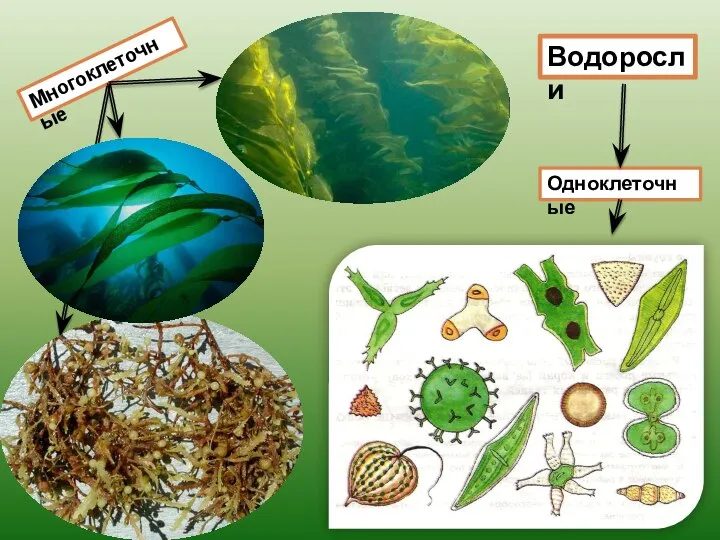 Водоросли Одноклеточные Многоклеточные