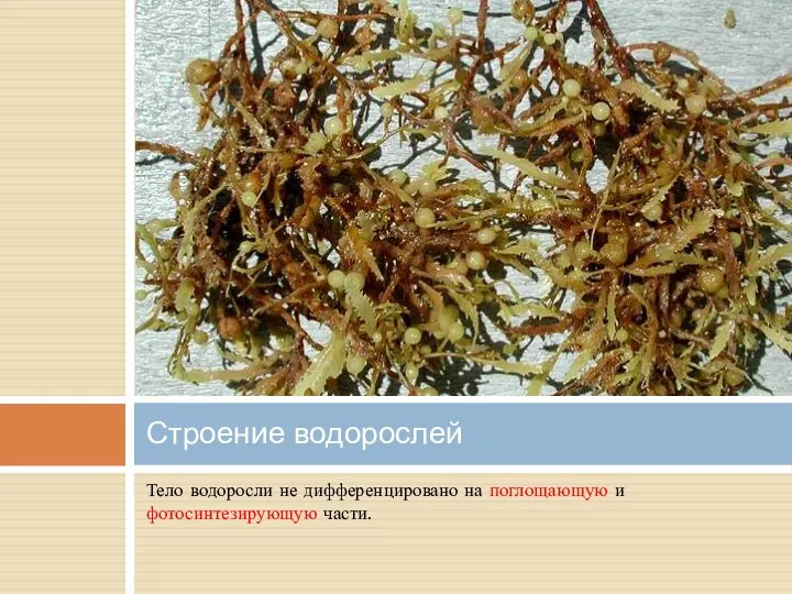 Тело водоросли не дифференцировано на поглощающую и фотосинтезирующую части. Строение водорослей