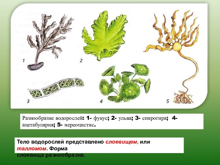 Разнообразие водорослей: 1- фукус; 2- ульва; 3- спирогира; 4- ацетабулярия; 5- нереоцистис.