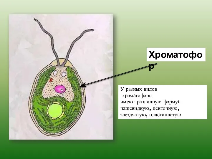 Хроматофор У разных видов хроматофоры имеют различную форму: чашевидную, ленточную, звездчатую, пластинчатую